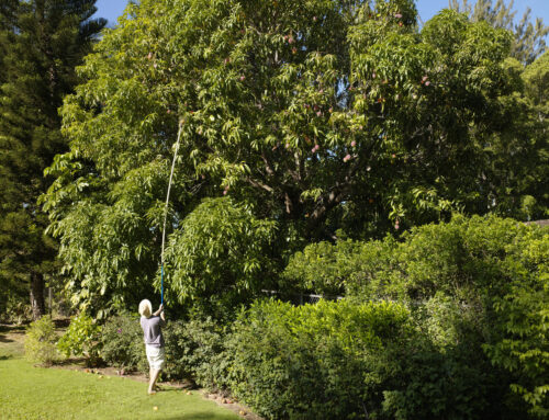 Love You Like a Mango