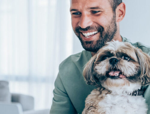 On the Move With Pets